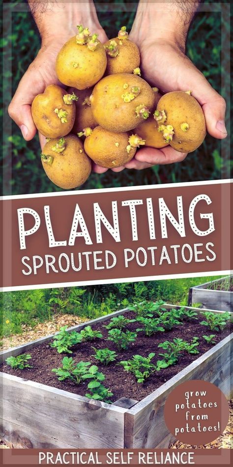 Planting Sprouted Potatoes: How to Grow Potatoes From Potatoes - Gardening Tips and Tricks - Learn how to grow potatoes from a potato with this simple tutorial for growing potatoes in raised beds. Growing potatoes from potatoes is incredibly easy to do with old potatoes that have sprouted. If you're wondering what to do with a sprouted potato, the answer is to grow MORE. Learn exactly how to plant sprouted potatoes in your edible garden this year! gardening for beginners | container gardening Growing Potatoes From Sprouted Potatoes, How To Grow A Potato From A Potato, How To Plant Seed Potatoes, Planting Sprouted Potatoes, Potato Seeds Plants How To Grow, Potato Gardening Container, Propagating Potatoes, Growing Potatoes In Containers Diy, Growing Potatoes In Raised Beds