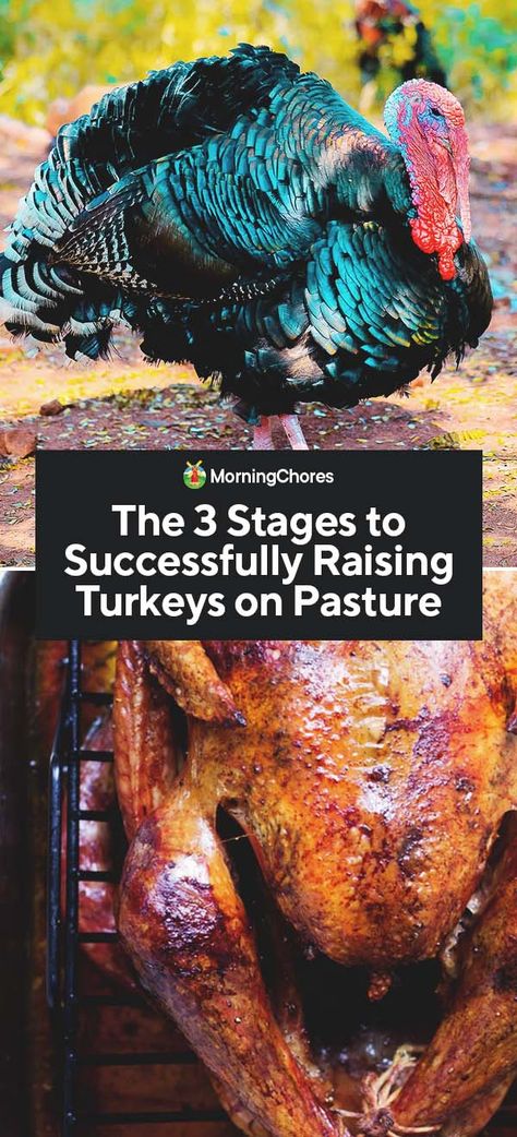 The 3 Stages to Successfully Raising Turkeys on Pasture Raising Turkeys For Meat, Backyard Turkeys, Alternative Protein, Raising Turkeys, Chicken Raising, Backyard Coop, Meat Birds, Easy Bird, Chicken Coup