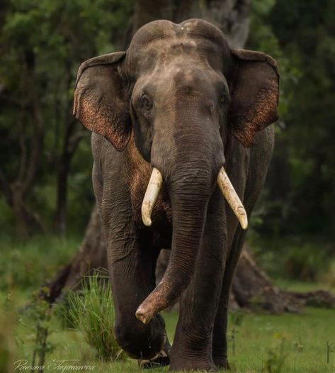 Elephants Sri Lanka. Asian Elephants. Travel Sri Lanka. Travel Asia. Travel photography. Travel Guide. Wildlife photography. Sri Lankan Elephant, Travel Sri Lanka, Elephant Photography, Elephant Wallpaper, Wild Animals Photography, Elephant Pictures, Wild Elephant, Sri Lanka Travel, Asian Elephant