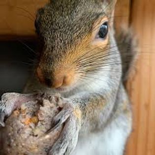 How to Make Boo Balls for Squirrels | Mysite Squirrel Food Recipes, Homemade Squirrel Food, Squirrel Food Diy, Nut Balls Recipe, What Do Squirrels Eat, Critter Crafts, Backyard Habitat, Garden Critters, Squirrel Food