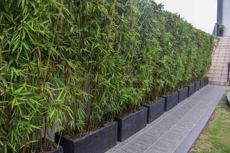 Pasig River, Screening Ideas, Bamboo Landscape, Ladder Ideas, Bamboo Containers, Privacy Screening, Bamboo Privacy, Growing Bamboo, Bamboo Outdoor