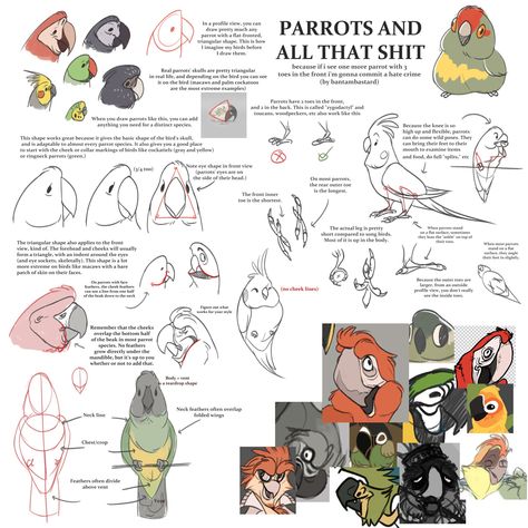 Parrot Drawing Reference, Bird Anatomy Reference, Parrot Reference, Parrot Anatomy Drawing, Parrot Character Design, Bird Anatomy Drawing Study, Bird Anthro, Bird Fursona Art, Anthro Bird