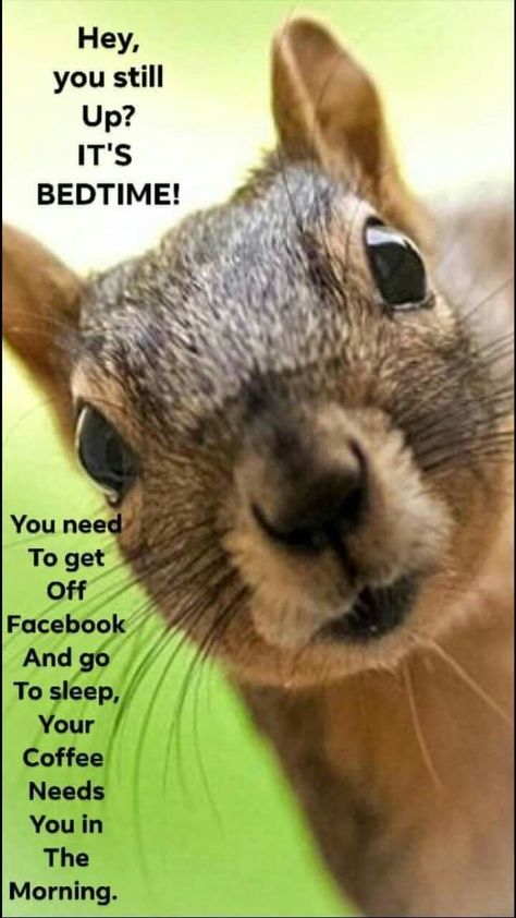 Funny Squirrel Pictures, Squirrel Pictures, Beautiful Good Night Quotes, Funny Day Quotes, Squirrel Funny, Scary Animals, Cute Good Night, Cute Small Animals, Funny Animal Quotes