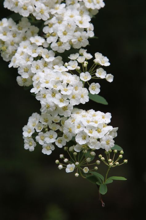 Spirea Flower Bouquet, Spirea Flower Drawing, Spirea Flower, Little White Flowers, Tiny White Flowers, Flower Close Up, Birth Flower Tattoos, Moon Garden, Nothing But Flowers