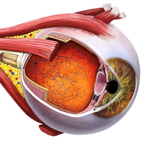 Eye Anatomy Drawing Medical, Eye Anatomy Drawing, Eyes Anatomy, Human Eye Anatomy, Human Body Science Projects, Optometry Education, Human Body Science, Human Body Organs, Eye Anatomy