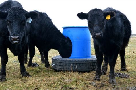 DIY Animal Mineral Feeder Today's post is a contribution from my husband David. Thanks to the partnership we have with Discount Tire on this post, we are sharing our recycled tire DIY project for inspiration. I was looking on craigslist and other online boards for a mineral feeder for our cattle when I found a video […] Cow Feeder, Cattle Feeder, Raising Cattle, Cattle Barn, Mini Cows, Farm Projects, The Barnyard, Cattle Farming, Beef Cattle