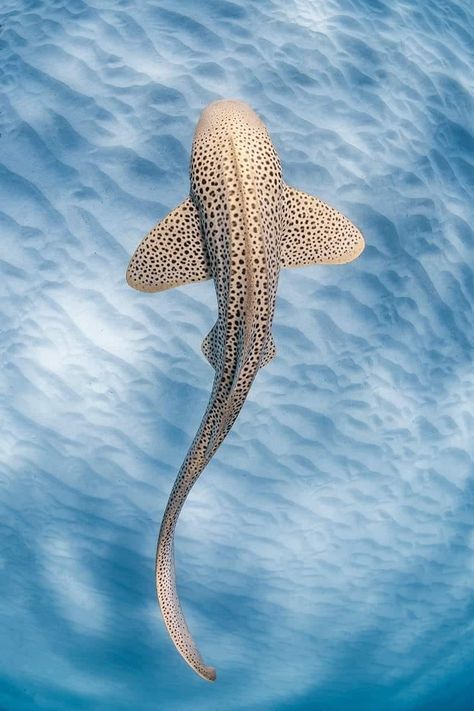 A Leopard shark in the shallow sandy lagoon of Coral Bay, Western Australia. Leopard Shark, An Animal, Sea Animals, Sharks, Sea Life, Swimming, Tumblr, Water, Animals