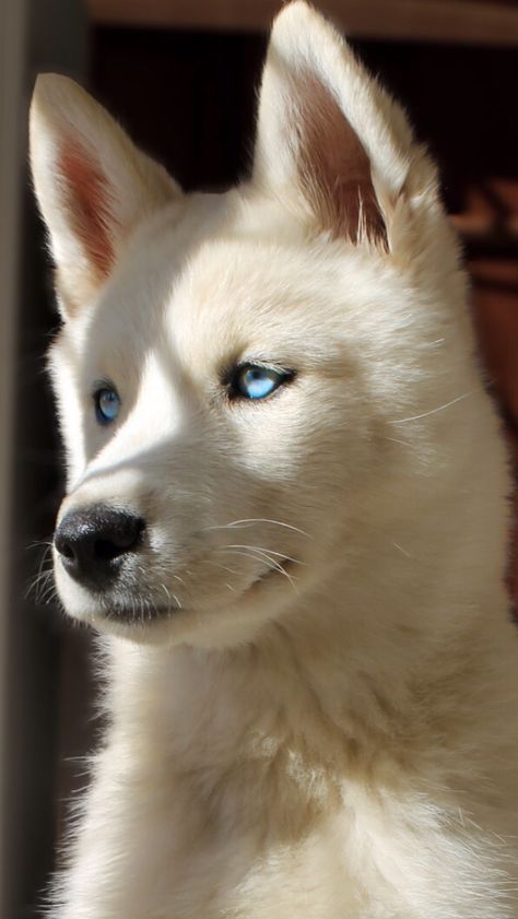 Husky Mix Breeds, Blue Eyes Baby, Small Husky, Husky Facts, Siberian Husky Facts, Baby Husky, Black Husky, Husky With Blue Eyes, White Siberian Husky