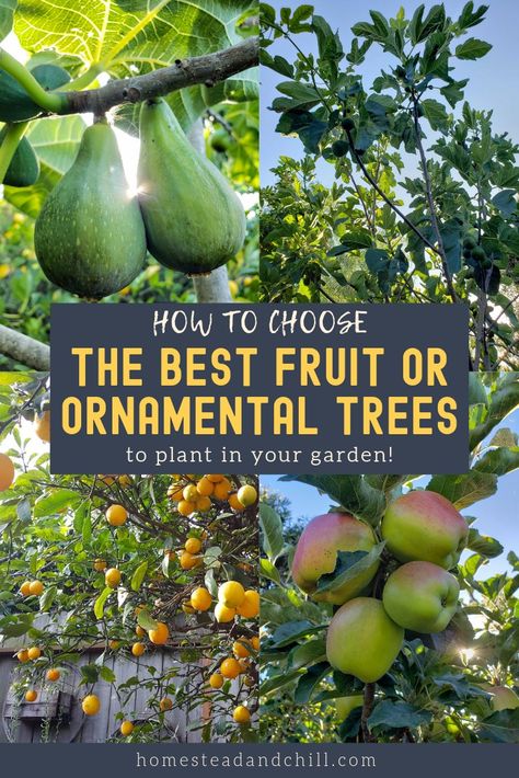 Feeling hungry for some homegrown fruit? Let’s talk about various tree growing requirements, chill hours, and examples of cold-hardy and heat-loving tree varieties to consider. Also, tips for growing trees in containers, and where to source them! Indoor Fruit Plants, Fruit Garden Landscape, Fruit Trees Backyard, Fruit Trees In Containers, Growing Fruit Trees, Permaculture Design, Rock Garden Landscaping, Potted Trees, Organic Gardening Tips