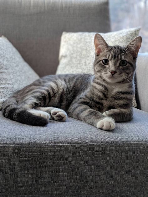 Milo the photogenic gray tabby Gray Tabby Cat Aesthetic, Grey Tabby Cat Aesthetic, Grey Cat Aesthetic, Grey Tabby Kittens, Grey Tabby Cat, Gray Tabby Cat, Gray Cats, Cat Grey, Cat Tabby