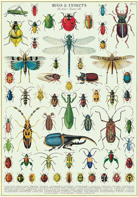 Amazon.com: Cavallini Decorative Wrap Poster, Bugs & Insects, 20 x 28 inch Italian Archival Paper (WRAPBUG) Bugs Poster, Bug Poster, Insect Wall, Art Prompts, Room Accessories, Amazon Art, Sewing Stores, Animal Kingdom, Etsy Wall Art