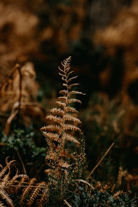 HD photo by Annie Spratt Fern Images, Creative Community, Hd Photos, Nature Photos, Fern, Plant Leaves, Sketch Book, Digital Art, Paintings