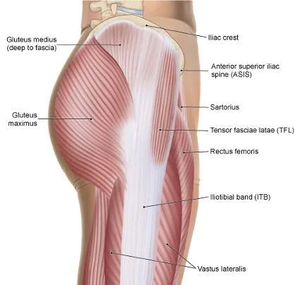 Tensor Fasciae Latae, Muscle Belly, Iliotibial Band, Fascia Lata, Sports Physical Therapy, Gluteus Medius, Muscular System, Muscle Anatomy, Skeletal Muscle