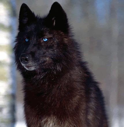 maccon.gif Husky Wolf Mix, Wolf With Blue Eyes, Black Husky, Wolf Photos, Wolf Wallpaper, Wolf Love, Wolf Pictures, Beautiful Wolves, Wolf Howling