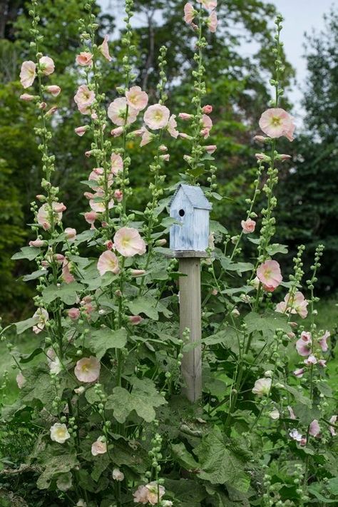 Cottage Garden Design, Have Inspiration, The Secret Garden, Veggie Garden, Garden Cottage, Back Garden, Country Gardening, Farm Gardens, An Angel