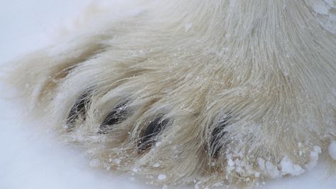 Polar Bear Characteristics: Fur, Skin, Paws, Claws, and Weight - Polar Bears International Polar Bear Fur, Polar Bear Paw, Male Bear, Animal Eyes, Mother Bears, Paws And Claws, Human Interaction, Bear Paws, Polar Bears