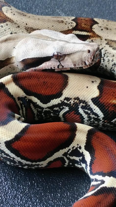 Red Tail Boa, Snake Red, Danger Noodles, Cool Snakes, Pretty Snakes, Red Snake, Cute Reptiles, Reptile Snakes, Cute Snake