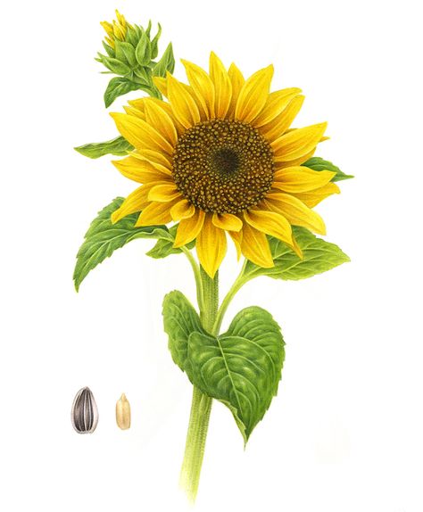 Illustrations I made for Olio Piave Sunflower Watercolor Painting, Yellow Png, Sunflower Artwork, Sunflower Illustration, Cartoon Tattoo, Sunflower Drawing, Sunflower Clipart, Sunflowers And Daisies, Tattoo Reference