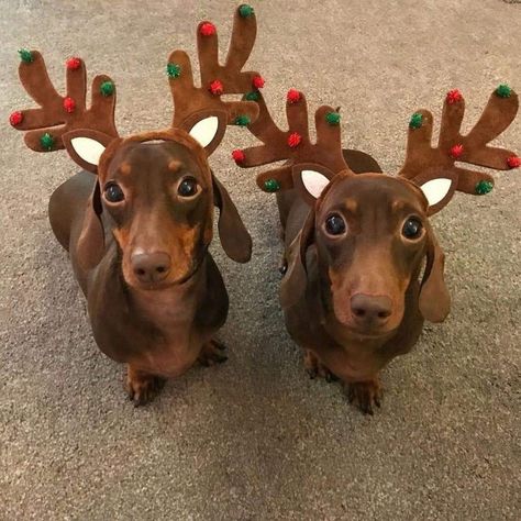 Dachshund Party, Sausage Dogs, Dachshund Christmas, Funny Dachshund, Weenie Dogs, Silly Dogs, Dachshund Lovers, Dachshund Puppies, Dachshund Love