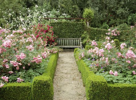 11 Essential Tips for Creating a Rose Garden  - HouseBeautiful.com Rose Garden Landscape, Funny Vine, Rose Garden Design, English Garden Design, Garden Hedges, Garden Wallpaper, Formal Garden, Garden Shrubs, Formal Gardens