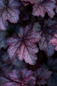 Heucheras are more or less evergreen, clump-forming herbaceous perennials.  Heuchera micrantha 'Plum Pudding' is a particular favourite of mine and my clients.  It forms a compact clump of lobed, deep beetroot-purple dusted with silvery-grey leaves and slender stems to 60cm bearing insignificant white flowers.  It requires a position in full sun or partial shade in moist but well-drained soil where it will make a height & spread of 0.1-0.5cm in two to five years. Cora Bells, Dust Purple, Plum Leaves, Color Uva, Hydrangea Petiolaris, Dark Foliage, Purple Foliage, Avant Garden, Purple Leaves