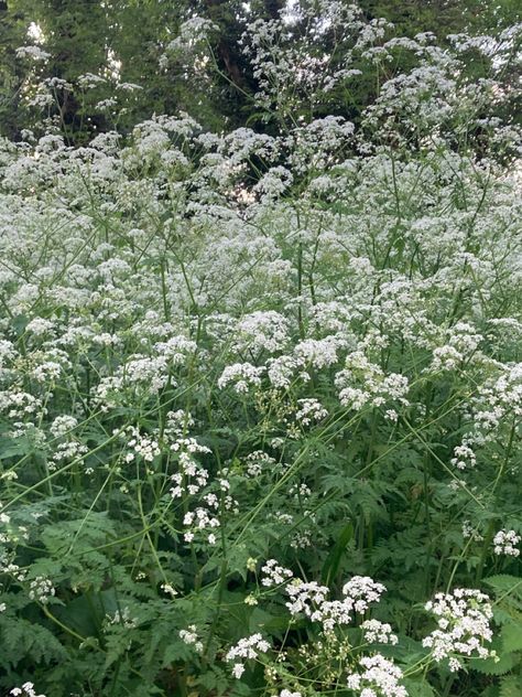 elderflower, my pic give creds if reposted <33 Elderflower Aesthetic, Prairie Garden, Flowers, Nature