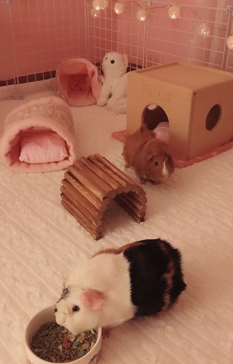 Pink Guinea Pig Cage, Aesthetic Guinea Pig Cage, Peruvian Guinea Pig, Diy Guinea Pig Cage, Guinea Pig Diy, Hamsters As Pets, Cute Farm Animals, Guinea Pig House, Bunny Room