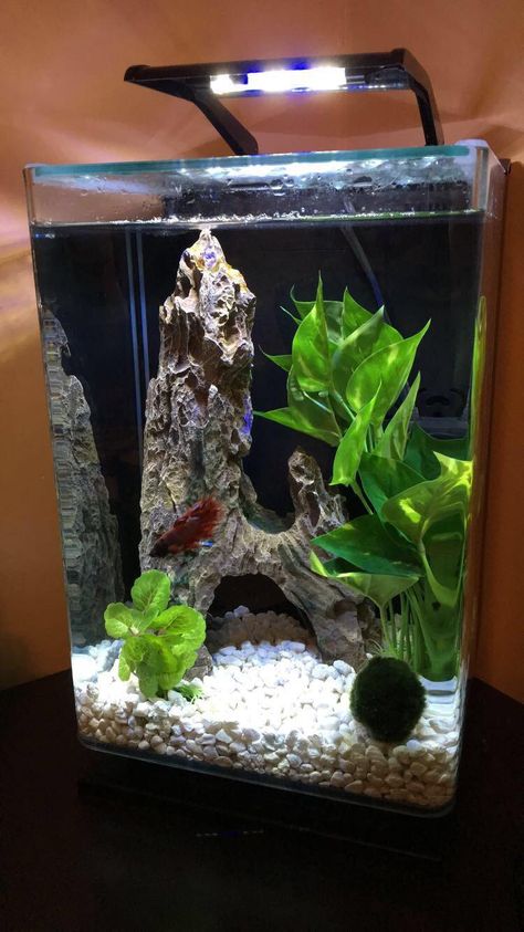 Unique Fish Tanks, Fish Tank Ideas, Fish Aquarium Decorations, Fish Tank Themes, Fish Tank Terrarium, Taman Air, Cool Fish Tanks, Fish Tank Design, Betta Aquarium