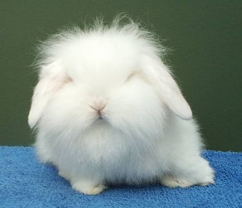 Lion lop bunny Animal Expressions, Lion Rabbit, Mini Lop Bunnies, Lop Bunnies, Lop Bunny, Lop Rabbit, Rabbit Ideas, All About Rabbits, Critters 3