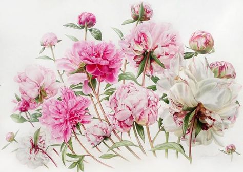 Billy Showell, Botanical Floral Art, London Artist, Watercolour Flowers, Watercolor Subjects, Botanical Wall Decor, Plant Painting, Botanical Painting, Botanical Watercolor