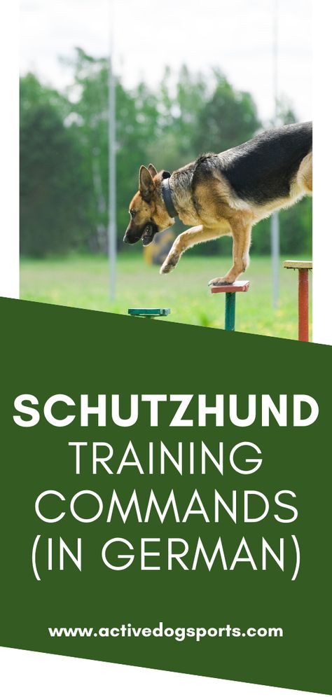 If you choose Schutzhund training for your dog, good chance he’ll learn German commands. Schutzhund, or protection dog in German, originated in Germany. In fact, if your dog learns German commands, you’ll need to learn them, too.  So, what are the basic Schutzhund training commands? Basic Puppy Training Commands, Dog Commands In German, German Commands For Dogs, Tactical Dog Training, Schutzhund German Shepherd, German Dog Commands, Schutzhund Training, Protection Dog Training, Dog Training Ideas