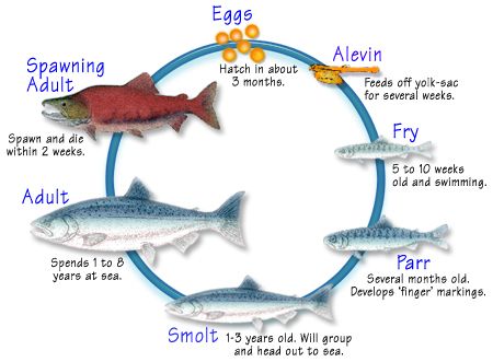 Salmon Migration, Salmon Life Cycle, Fish Life Cycle, Cycle Poster, Science Life Cycles, Pacific Salmon, Alaska Salmon, King Salmon, Sockeye Salmon