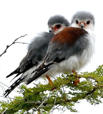 Pygmy Falcon, South African Birds, African Birds, World Birds, Bird Of Prey, Animal Groups, Kestrel, Funny Birds, Backyard Birds