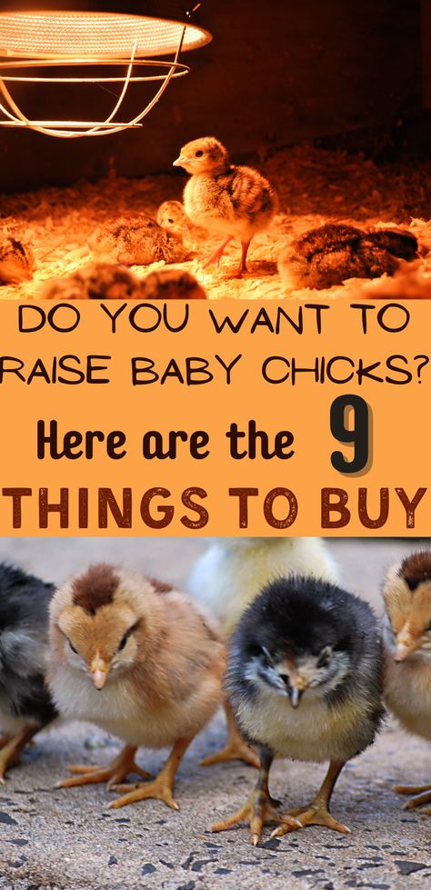 Chicken Brooder, Baby Chicks Raising, Raising Chicks, Day Old Chicks, Backyard Chicken Coop Plans, Backyard Chicken Farming, Raising Backyard Chickens, Backyard Flocks, Keeping Chickens