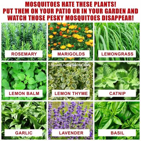 Garden Genius Hacks Anti Mosquito Plants, Natural Mosquito Repellent Plants, Mosquito Repellent Plants, Plants That Repel Mosquitoes, Garlic Garden, Plants That Repel Bugs, Natural Mosquito Repellent, Mosquito Plants, Garden Landscaping Diy