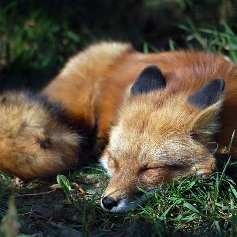 Facts About Foxes, Fox Facts, Baby Foxes, Fantastic Fox, Fox Pictures, Black Fox, Pet Fox, Fascinating Facts, Pretty Animals