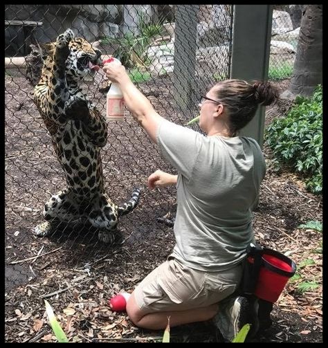 Operant Conditioning, Do The Thing, Houston Zoo, Seaworld Orlando, Mandrill, Bottlenose Dolphin, River Otter, Animal Training, Incredible Creatures