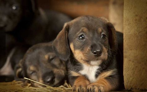 Puppy Feeding Schedule, Puppy Schedule, Best Puppy Food, Doxie Puppies, Dog Milk, Sleeping Puppies, Pitbull Puppies, Dachshund Puppies, Puppy Care