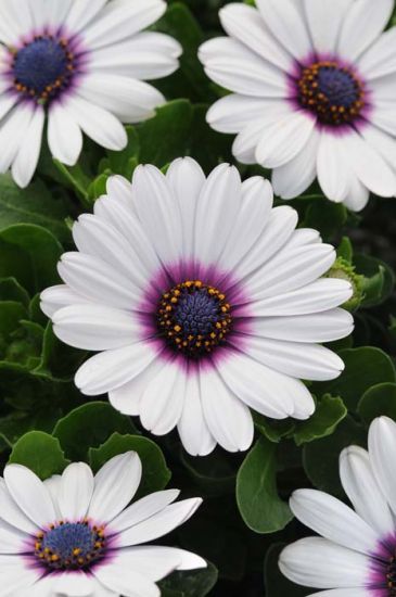 Purple Gerbera Daisy, Cape Daisy, African Daisies, Daisy Purple, African Daisy, Daisy Embroidery, White Cape, Beautiful Flowers Photography, Plant Tags