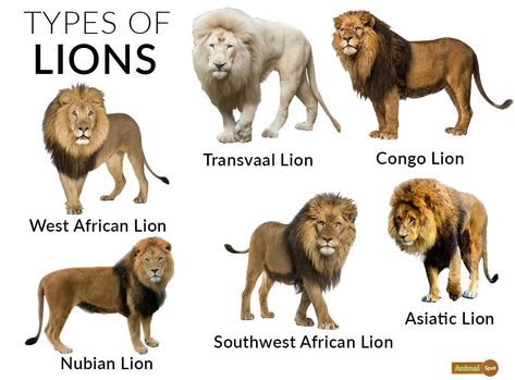 Lion Facts, Types, Diet, Reproduction, Classification, Pictures Types Of Lions, Lion Facts, Animal Infographic, Asiatic Lion, Pig Breeds, Cat Species, Animal Tracks, African Lion, Animal Facts