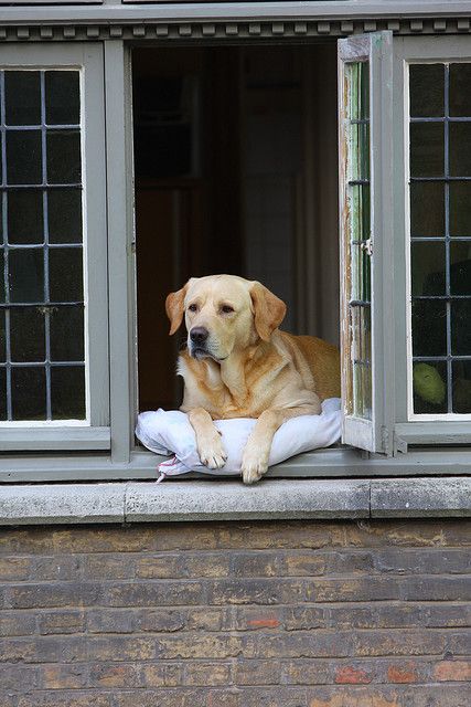 "The most photographed dog in Bruges, Belgium, Fidel delights all by sitting in the window watching the world go by. This is how he appeared in the movie 'In Bruges'" • photo: Donna Post on Flickr Golden Labrador, In Bruges, Bruges Belgium, Diy Dog, Mans Best Friend, 귀여운 동물, Dog Pictures, Dog Life, The Window