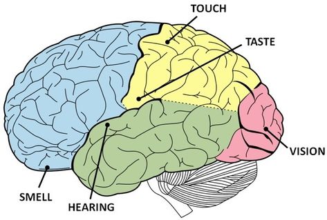 should start napping Structure Of Human Brain, Human Brain Facts, Time Perception, Ms Awareness, Brain Facts, The Human Brain, School Psychology, Surprising Facts, Human Brain