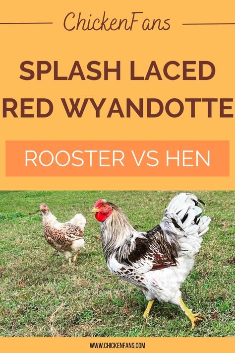 Both Splash Laced hens and roosters have the splash laced plumage. They share several features, such as the white fluff and white tails and the scalloped pattern on the wings. Young birds can be challenging to distinguish. Red Laced Wyandotte Chicken, Rooster Vs Hen, Wyandotte Rooster, Blue Laced Red Wyandotte, Laced Wyandotte, Wyandotte Chicken, Rhode Island Red, Egg Production, Black Pigment