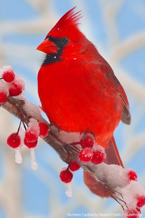 Cardinal in winter Cardinal Pictures, Cardinal Birds Art, Winter Cardinal, State Birds, Winter Bird, Christmas Bird, Cardinal Birds, Red Bird, Canvas Ideas