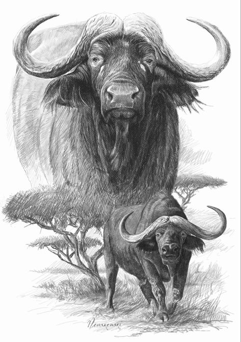 Buffalo Art Drawing, Cape Buffalo Tattoo, Buffalo Face Tattoo, African Buffalo Tattoo, African Safari Tattoo, Buffalo Drawing Simple, African Animal Tattoo, Buffalo Sketch Drawings, Buffalo Sketch