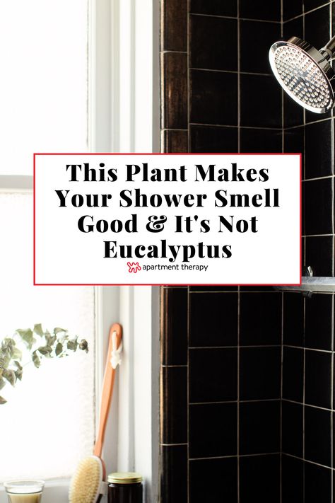 Greenery For Bathroom, Plants In Shower Window, Shower Window Plants, Plants In Shower Hanging, Hanging Eucalyptus Bathroom, Eucalyptus In Shower Bathroom, Plants In Shower Ideas, Plants In Shower, Shower Windows Ideas