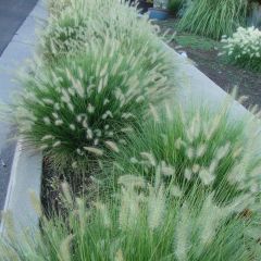 Laagblijvende Siergrassen, Laagblijvende Siergrassen kopen, Laagblijvende Siergrassen bestellen | Het Groene Paradijs Pennisetum Setaceum, Fountain Grass, Grasses Landscaping, Grasses Garden, Have Inspiration, Native Garden, Garden Fountains, Patio Bar, Ornamental Grasses