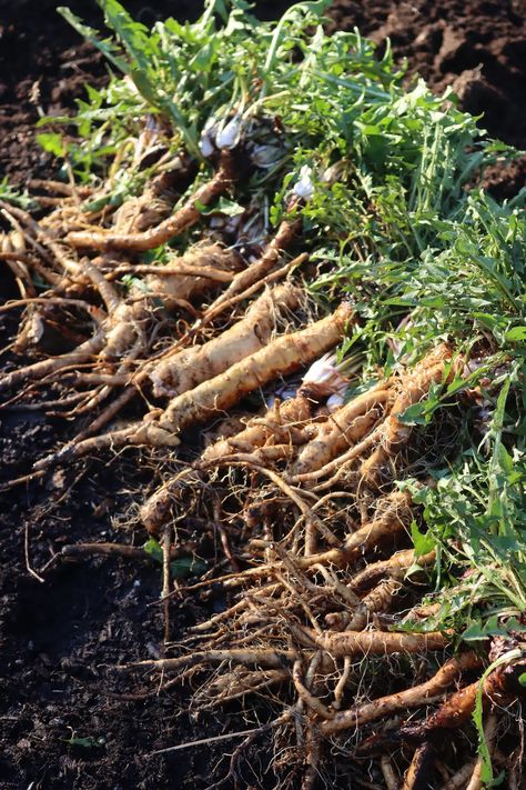 12+ Dandelion Root Recipes Dandelion Root Recipes, Root Recipes, Herb Ideas, Dandelion Coffee, Homemade Maple Syrup, Dandelion And Burdock, Roasted Dandelion Root, First Flowers Of Spring, Strawberry Beds