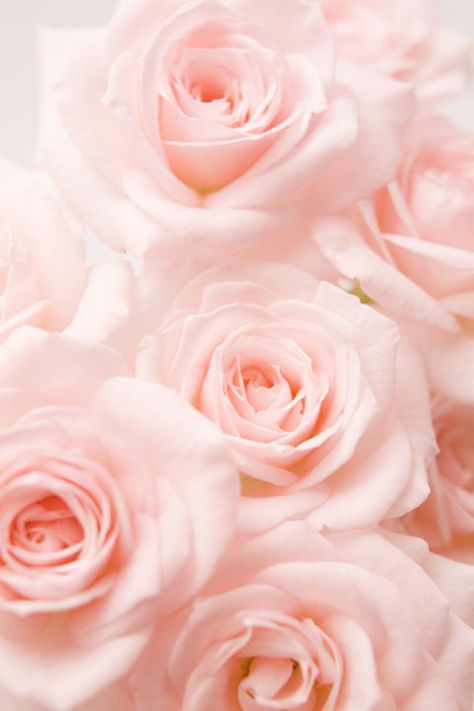 Deliver the gift of "grace" when you send a friend these sweet blooms. Yellow Rose Meaning, Rose Color Meanings, Pink Roses Background, Rose Belle, Coral Roses, Pink Rose Bouquet, Rose Background, Light Pink Rose, Wallpaper Tumblr