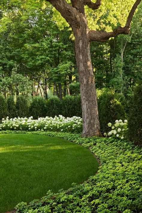 Hydrangea Landscaping, Privacy Landscaping, Backyard Privacy, Fence Landscaping, Evergreen Plants, Traditional Landscape, Backyard Fences, Landscaping Tips, Olive Garden